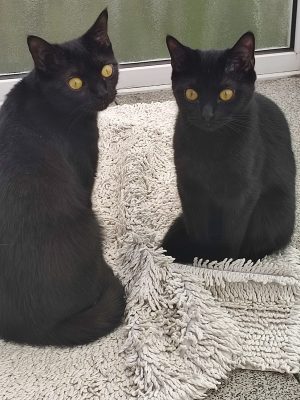 2 Katzenmädchen suchen ein Zuhause
