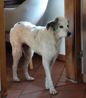 Perla