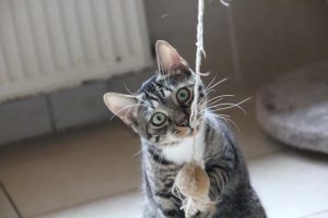 Loki