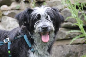 Dougie