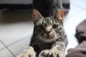 Nala